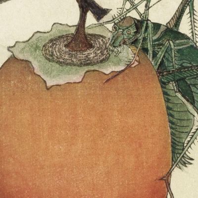 Persimmon Fruit With Grasshopper katsushika hokusai khk28 canvas print
