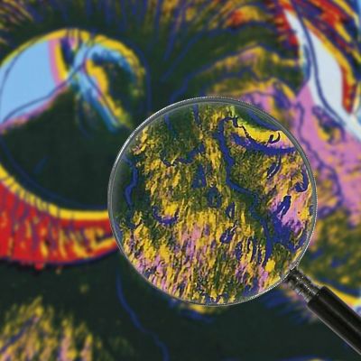 Bighorn Ram Endangered Species 1 1983 Andy Warhol aw6 canvas print