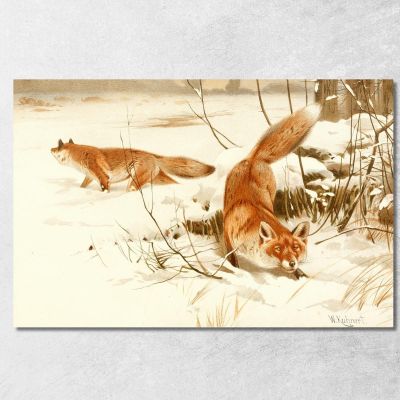 Common Fox Wilhelm Kuhnert wkh5 canvas print 