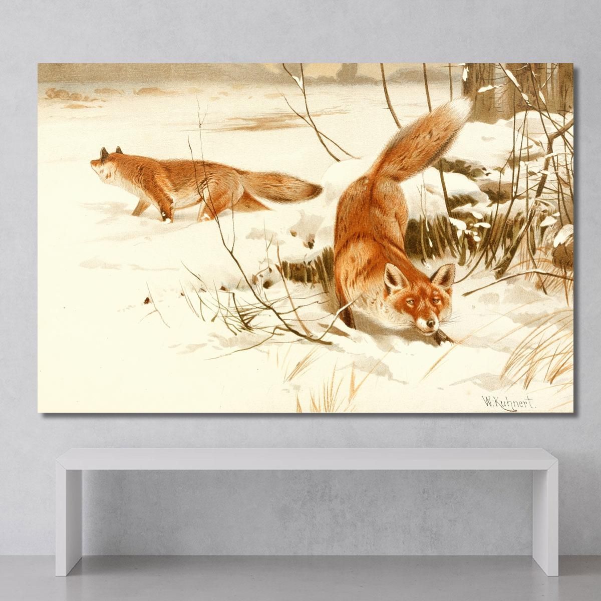 Common Fox Wilhelm Kuhnert wkh5 canvas print 
