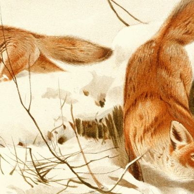 Common Fox Wilhelm Kuhnert wkh5 canvas print