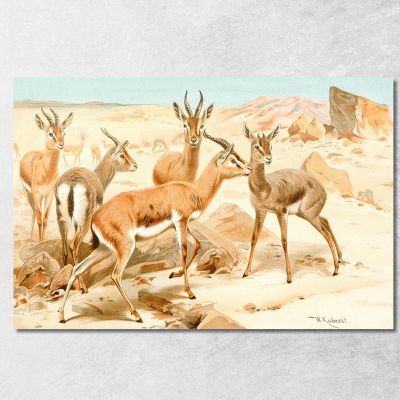 Dorcas Gazelle Wilhelm Kuhnert wkh6 canvas print 