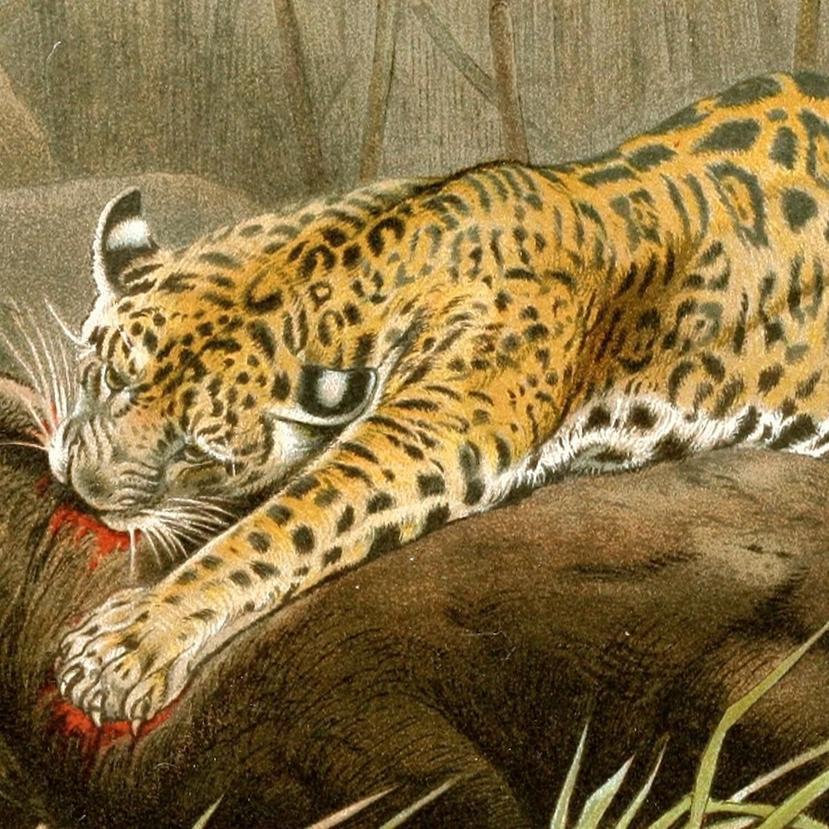 Jaguar Killing Tapir Wilhelm Kuhnert wkh21 canvas print