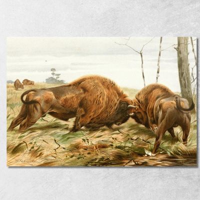The European Bison Wilhelm Kuhnert wkh41 canvas print 