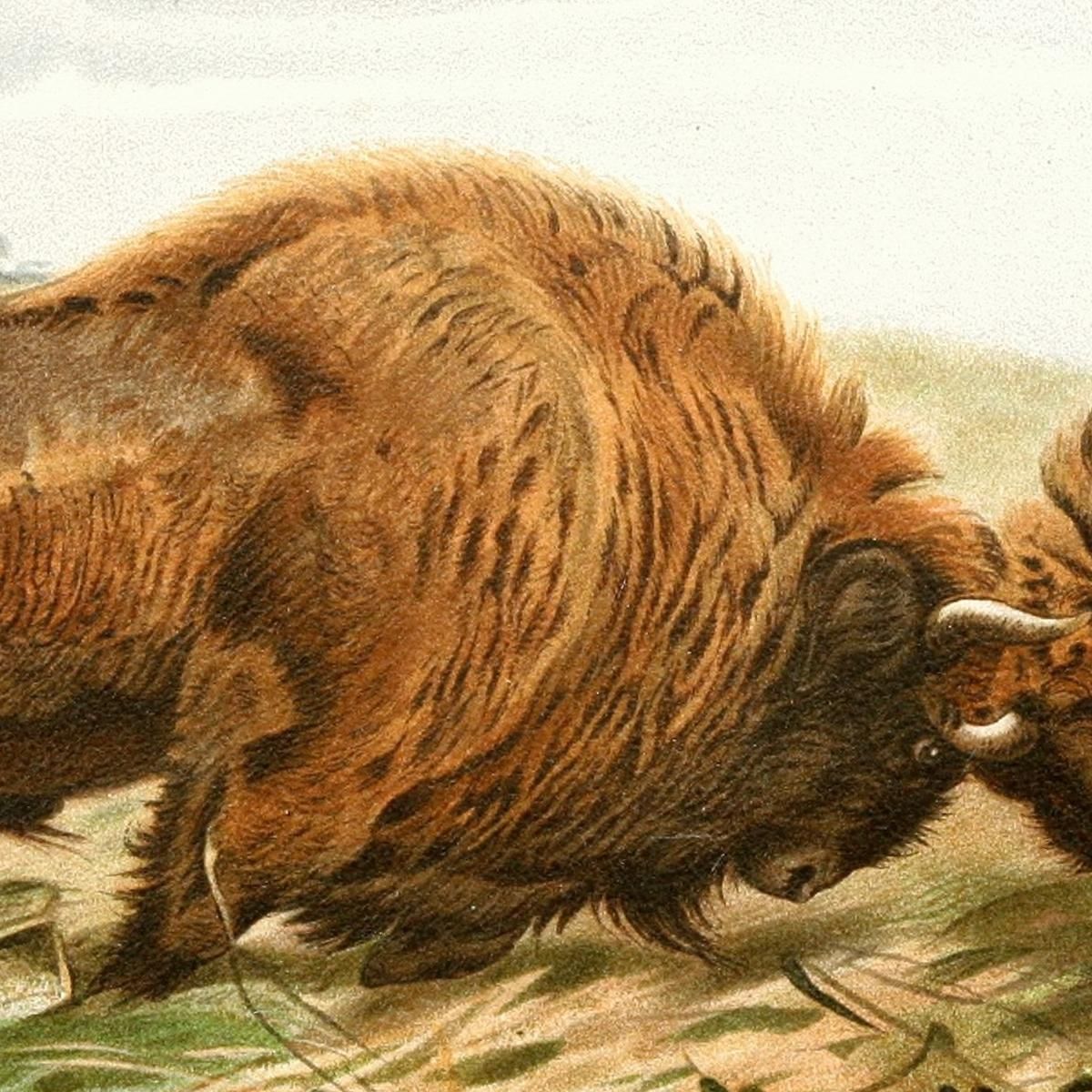 The European Bison Wilhelm Kuhnert wkh41 canvas print