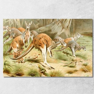 The Red Kangaroo Wilhelm Kuhnert wkh43 canvas print 