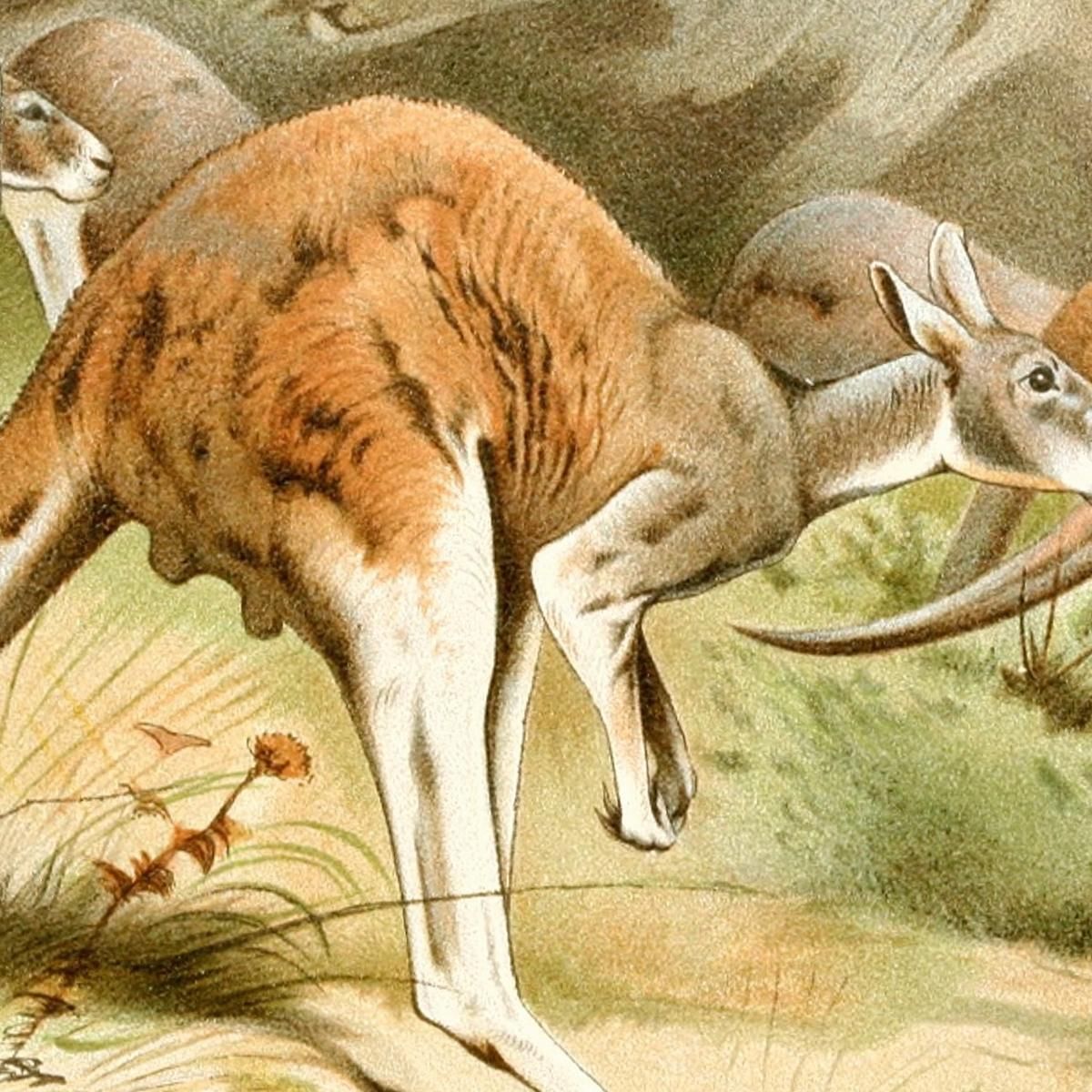 The Red Kangaroo Wilhelm Kuhnert wkh43 canvas print