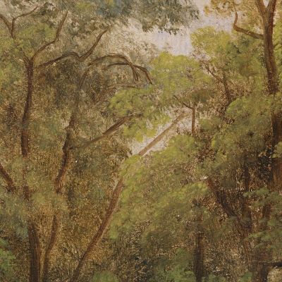 Tree Study Carl Spitzweg csp4 canvas print