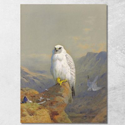 A Greenland Falcon On A Rocky Outcrop Archibald Thorburn ath4 canvas print 