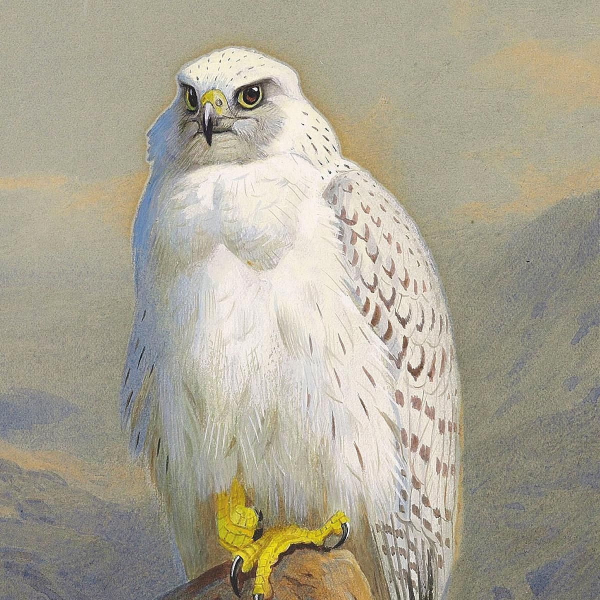 A Greenland Falcon On A Rocky Outcrop Archibald Thorburn ath4 canvas print