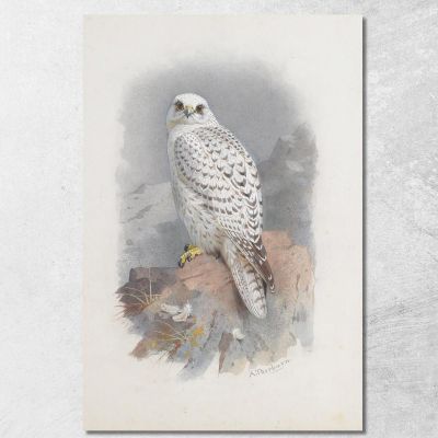 A Greenland Falcon Archibald Thorburn ath5 canvas print 