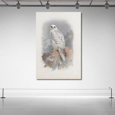 A Greenland Falcon Archibald Thorburn ath5 canvas print 