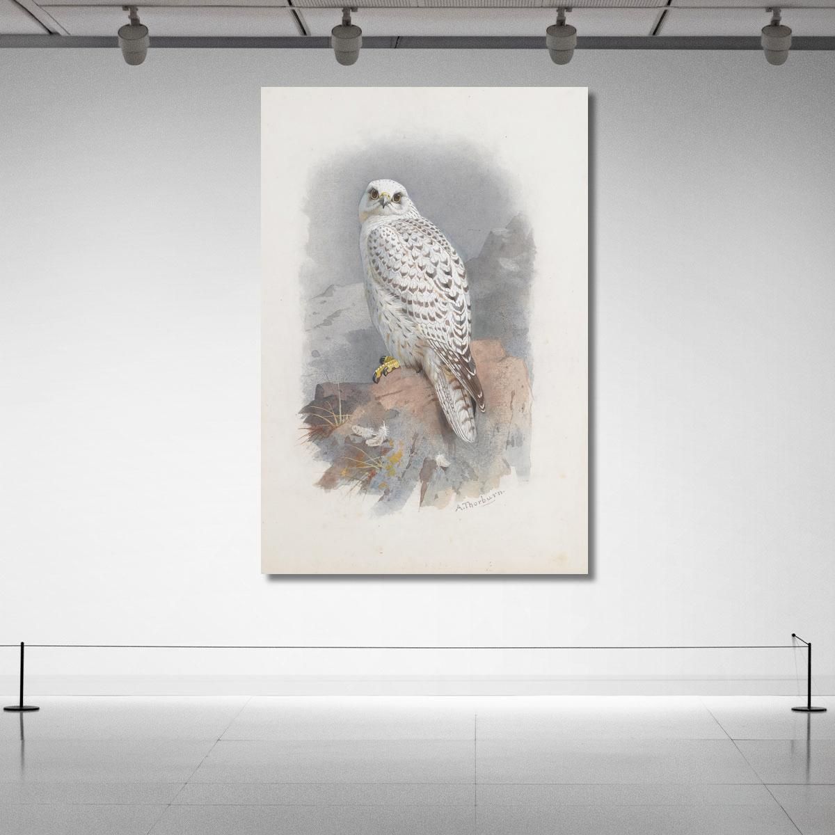 A Greenland Falcon Archibald Thorburn ath5 canvas print 
