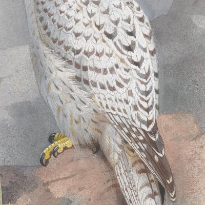 A Greenland Falcon Archibald Thorburn ath5 canvas print