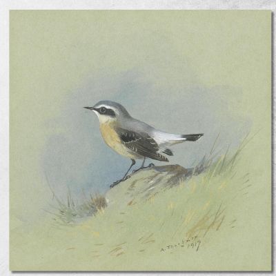 A Male Wheatear Archibald Thorburn ath7 canvas print 