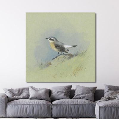 A Male Wheatear Archibald Thorburn ath7 canvas print 