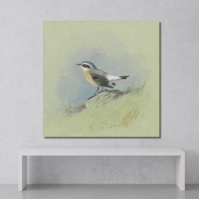 A Male Wheatear Archibald Thorburn ath7 canvas print 