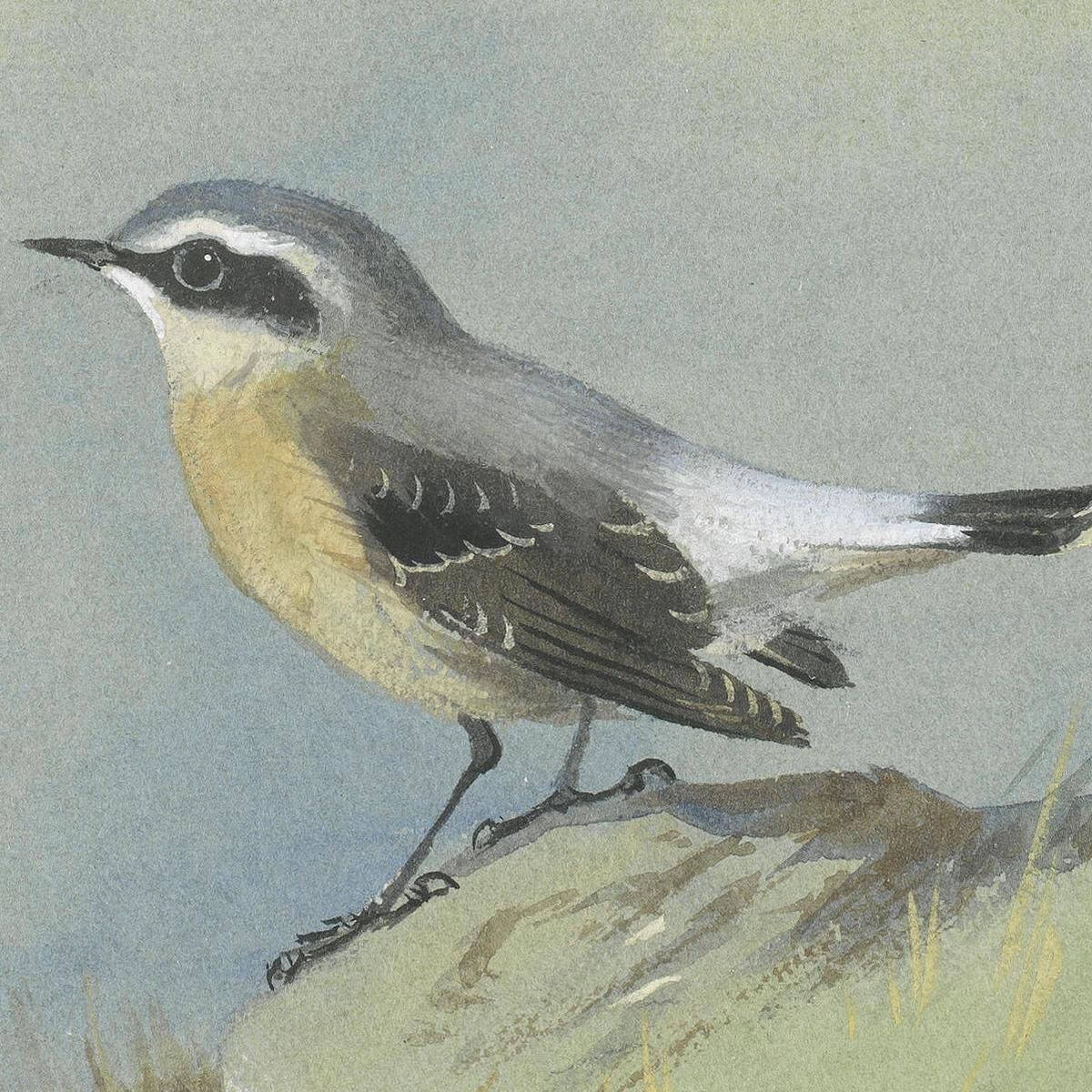 A Male Wheatear Archibald Thorburn ath7 canvas print