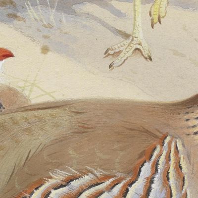 A Stone Curlew And A Pair Of French Partridge Archibald Thorburn ath14 canvas print