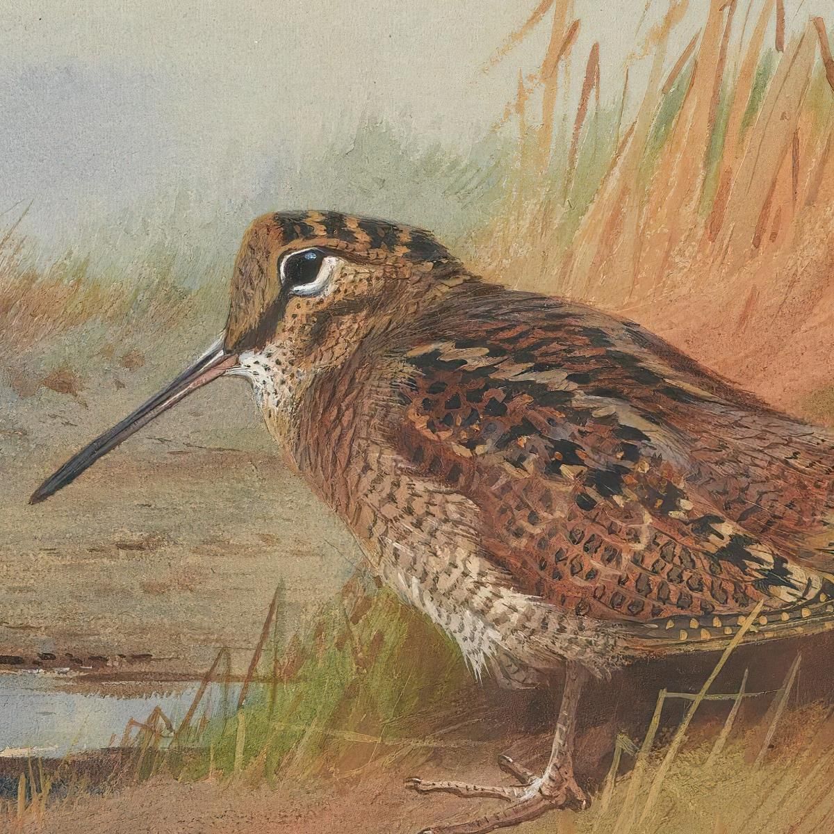 A Woodcock Archibald Thorburn ath15 canvas print