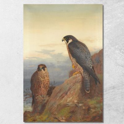 An Adult And Immature Peregrine Archibald Thorburn ath16 canvas print 