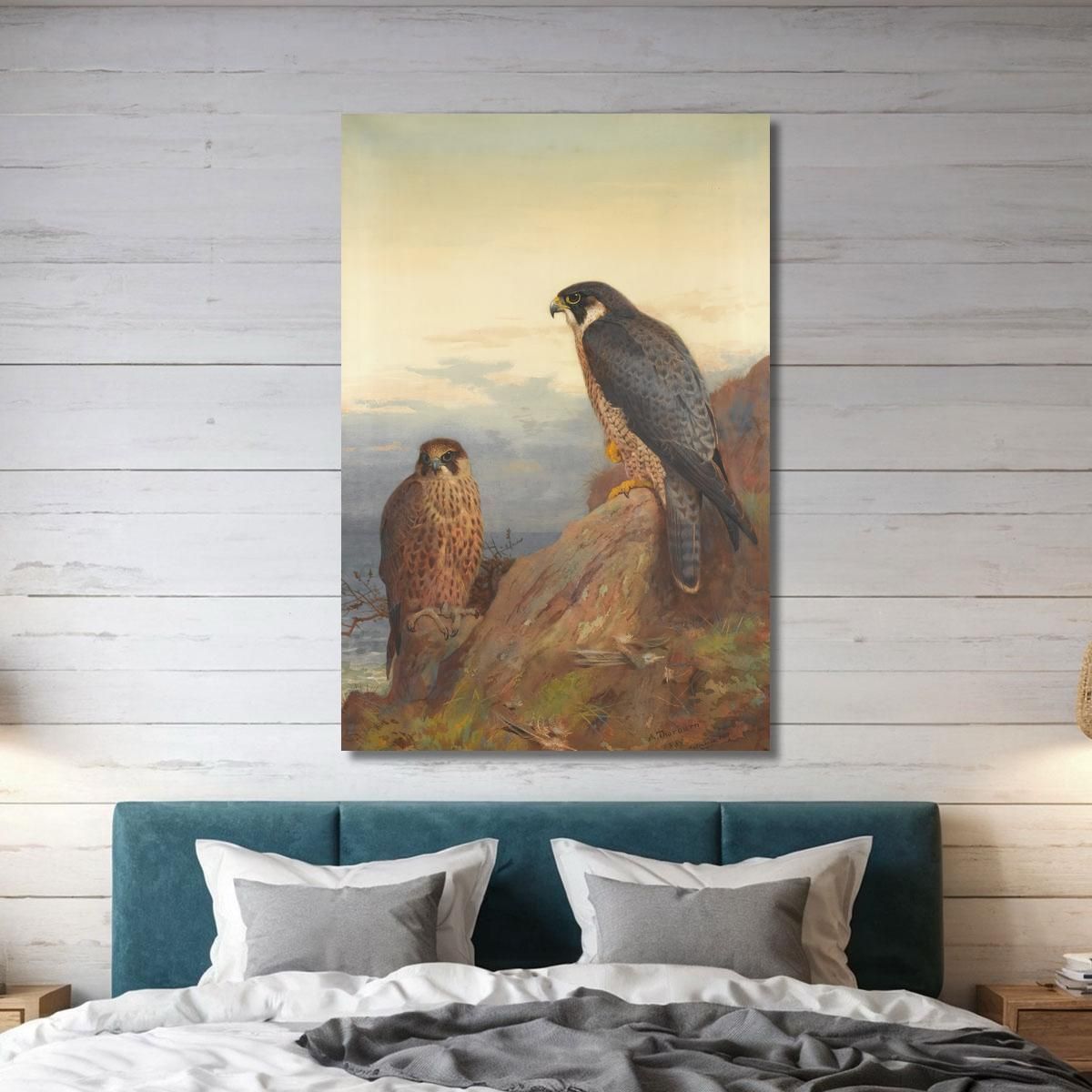 An Adult And Immature Peregrine Archibald Thorburn ath16 canvas print 