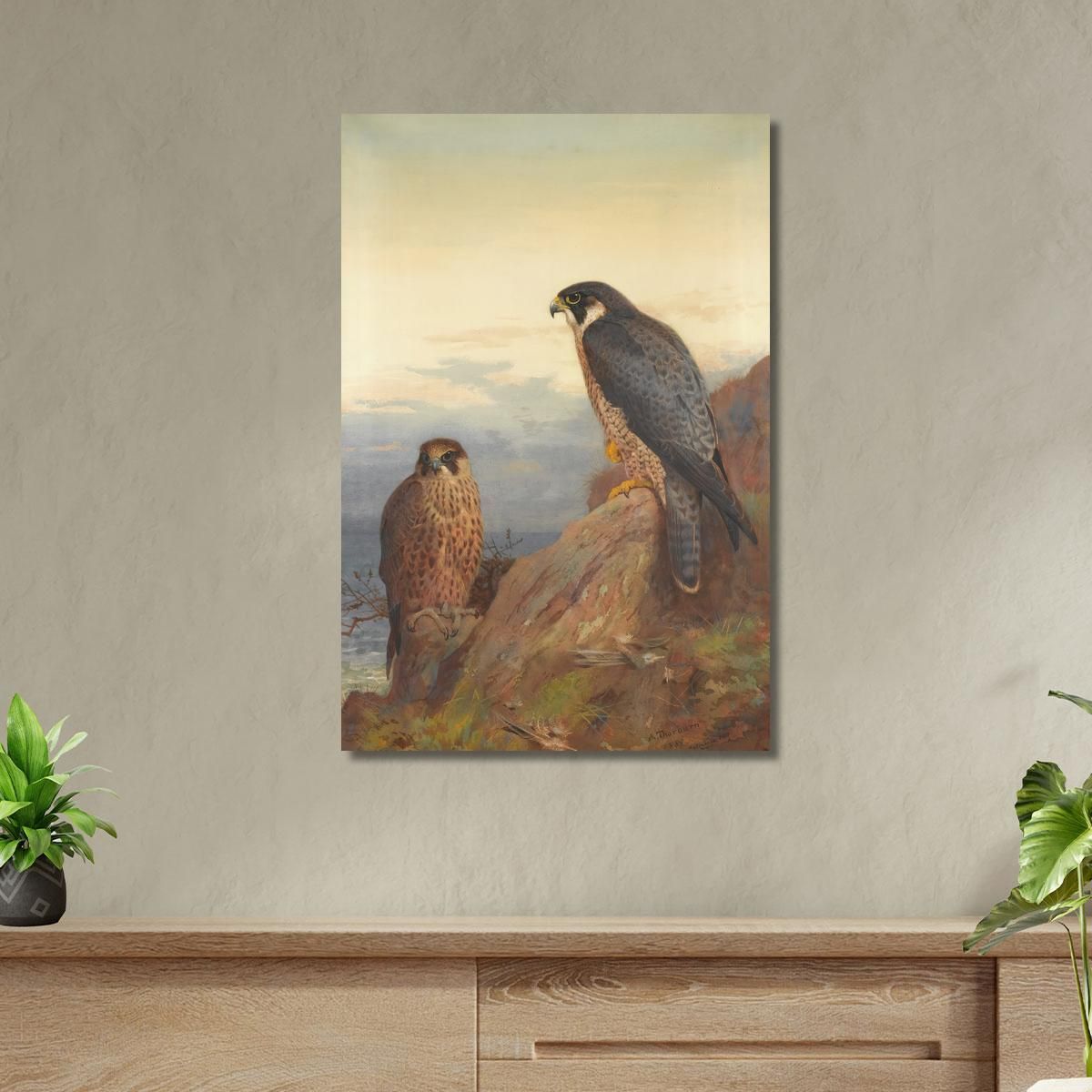 An Adult And Immature Peregrine Archibald Thorburn ath16 canvas print 