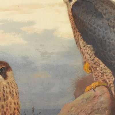 An Adult And Immature Peregrine Archibald Thorburn ath16 canvas print
