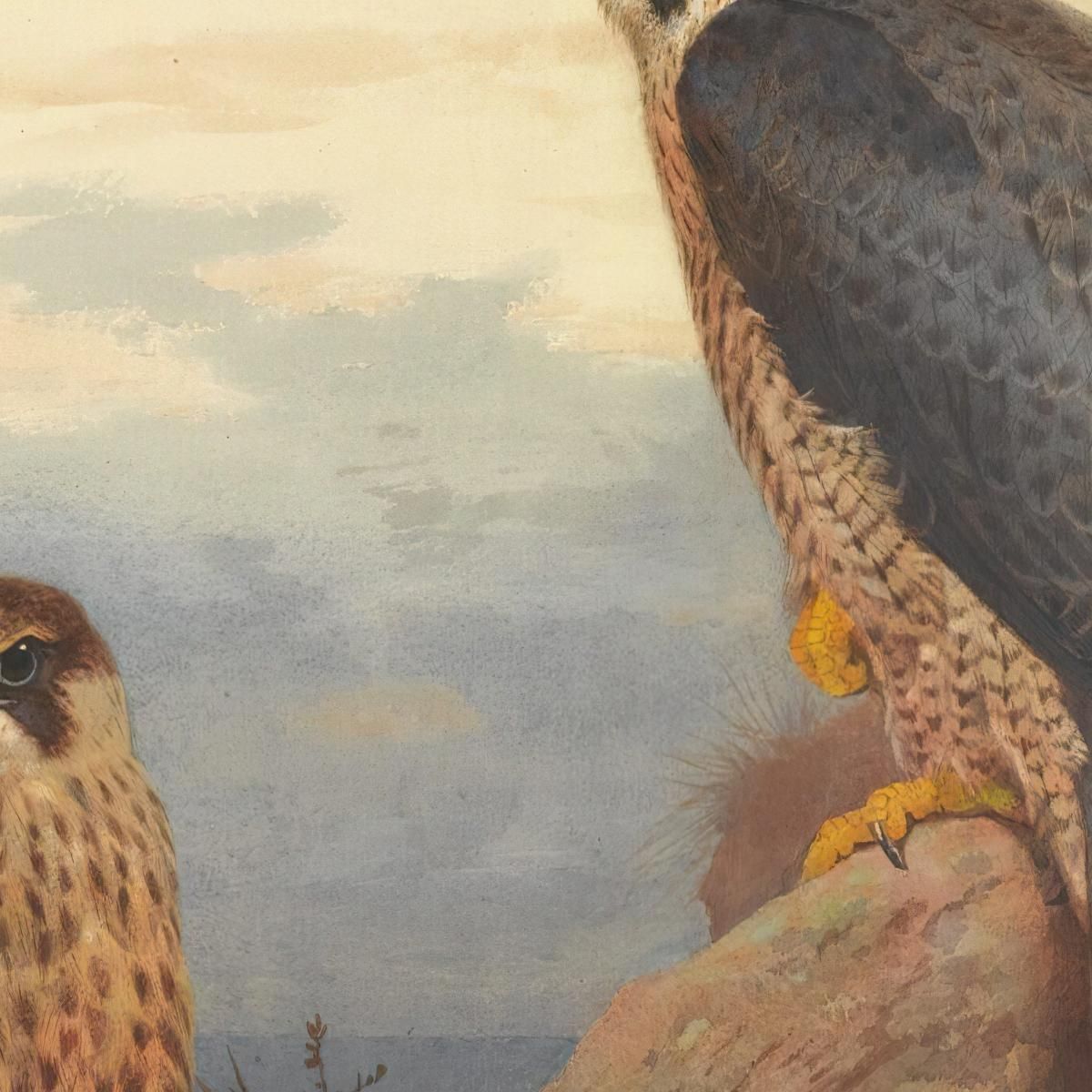 An Adult And Immature Peregrine Archibald Thorburn ath16 canvas print