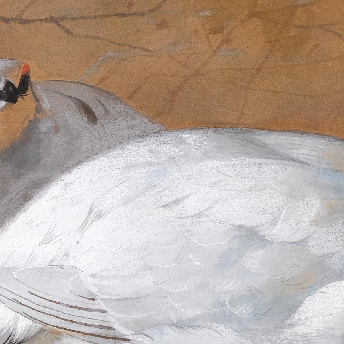 A  Brace Of Ptarmigan In The Snow Archibald Thorburn ath18 canvas print