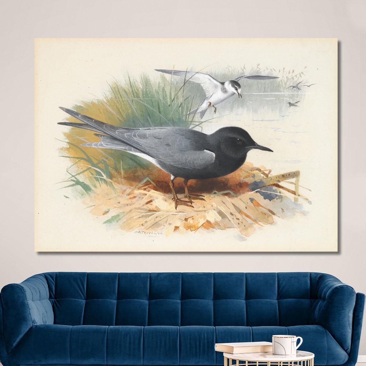 Black Tern Great Shearwater Archibald Thorburn ath21 canvas print 