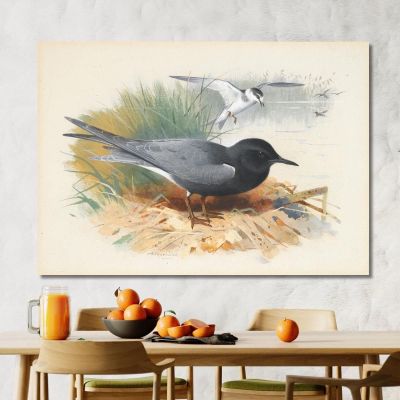 Black Tern Great Shearwater Archibald Thorburn ath21 canvas print 