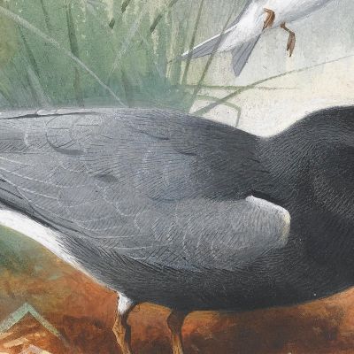 Black Tern Great Shearwater Archibald Thorburn ath21 canvas print