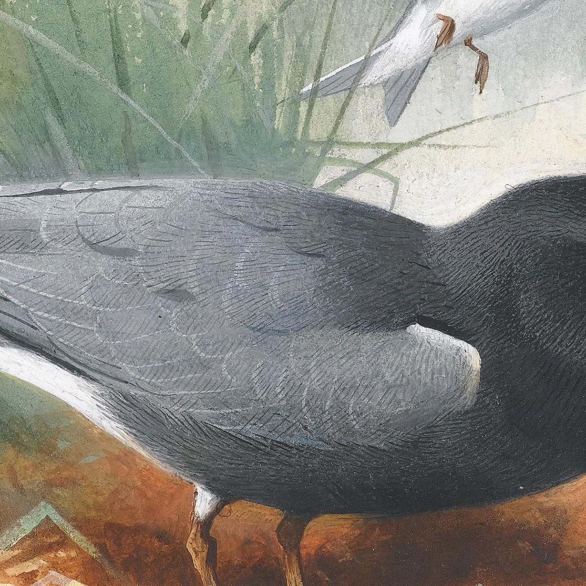 Black Tern Great Shearwater Archibald Thorburn ath21 canvas print