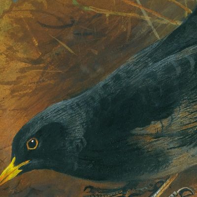 Blackbird Archibald Thorburn ath22 canvas print