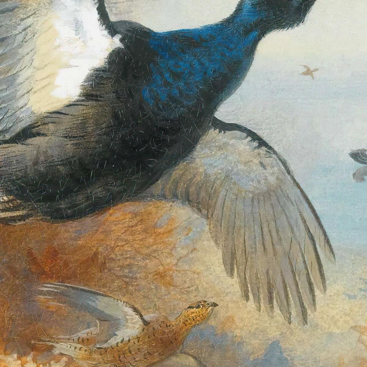 Blackcock Forward Archibald Thorburn ath24 canvas print