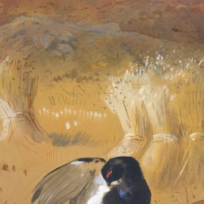 Blackcock In A Field Archibald Thorburn ath25 canvas print