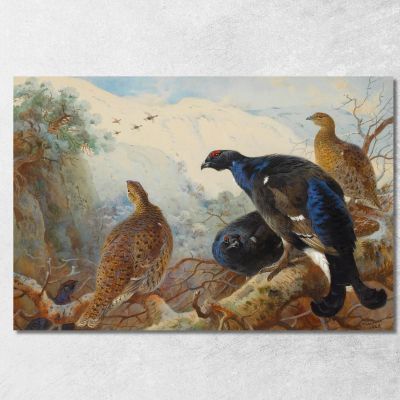 Blackgame Archibald Thorburn ath28 canvas print 