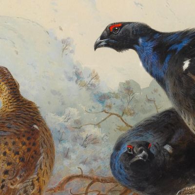 Blackgame Archibald Thorburn ath28 canvas print