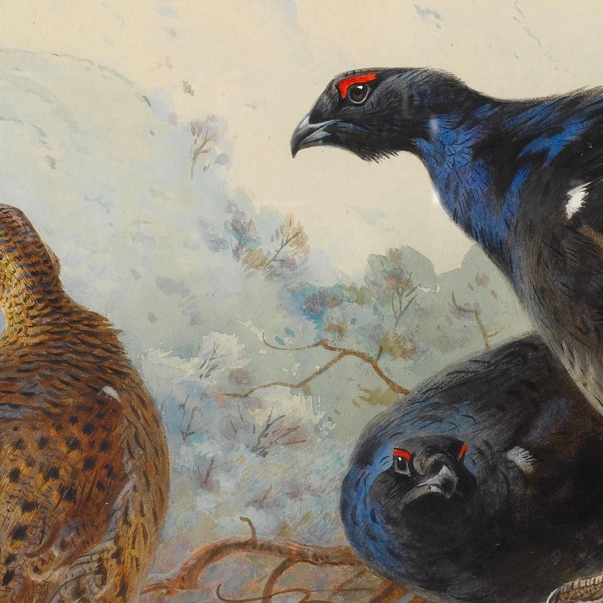 Blackgame Archibald Thorburn ath28 canvas print