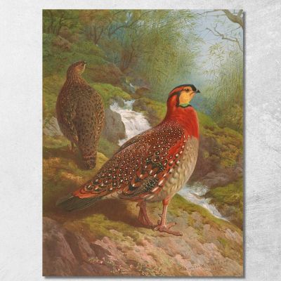 Blyth'S Tragopan Archibald Thorburn ath29 canvas print 