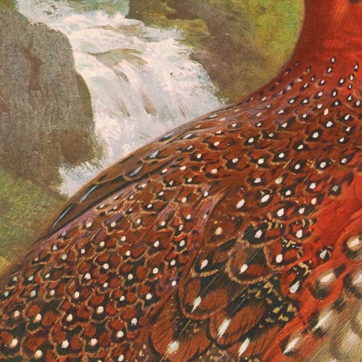 Blyth'S Tragopan Archibald Thorburn ath29 canvas print