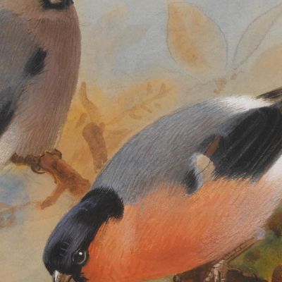 Bullfinches Archibald Thorburn ath32 canvas print