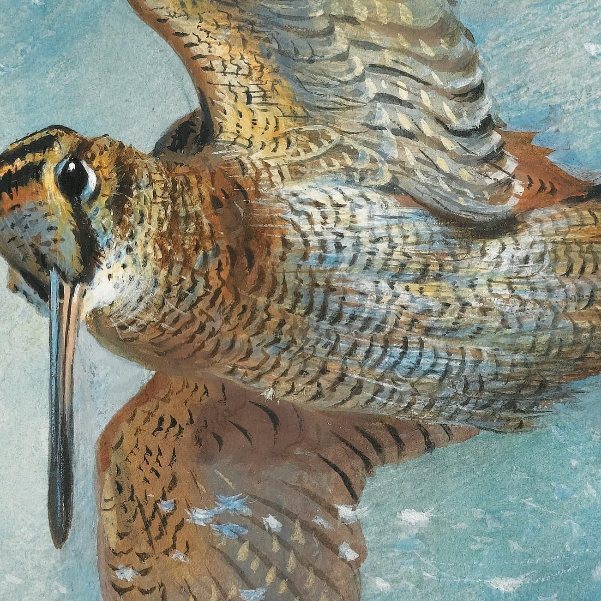 Caught In A Blizzard Woodcock Archibald Thorburn ath35 canvas print