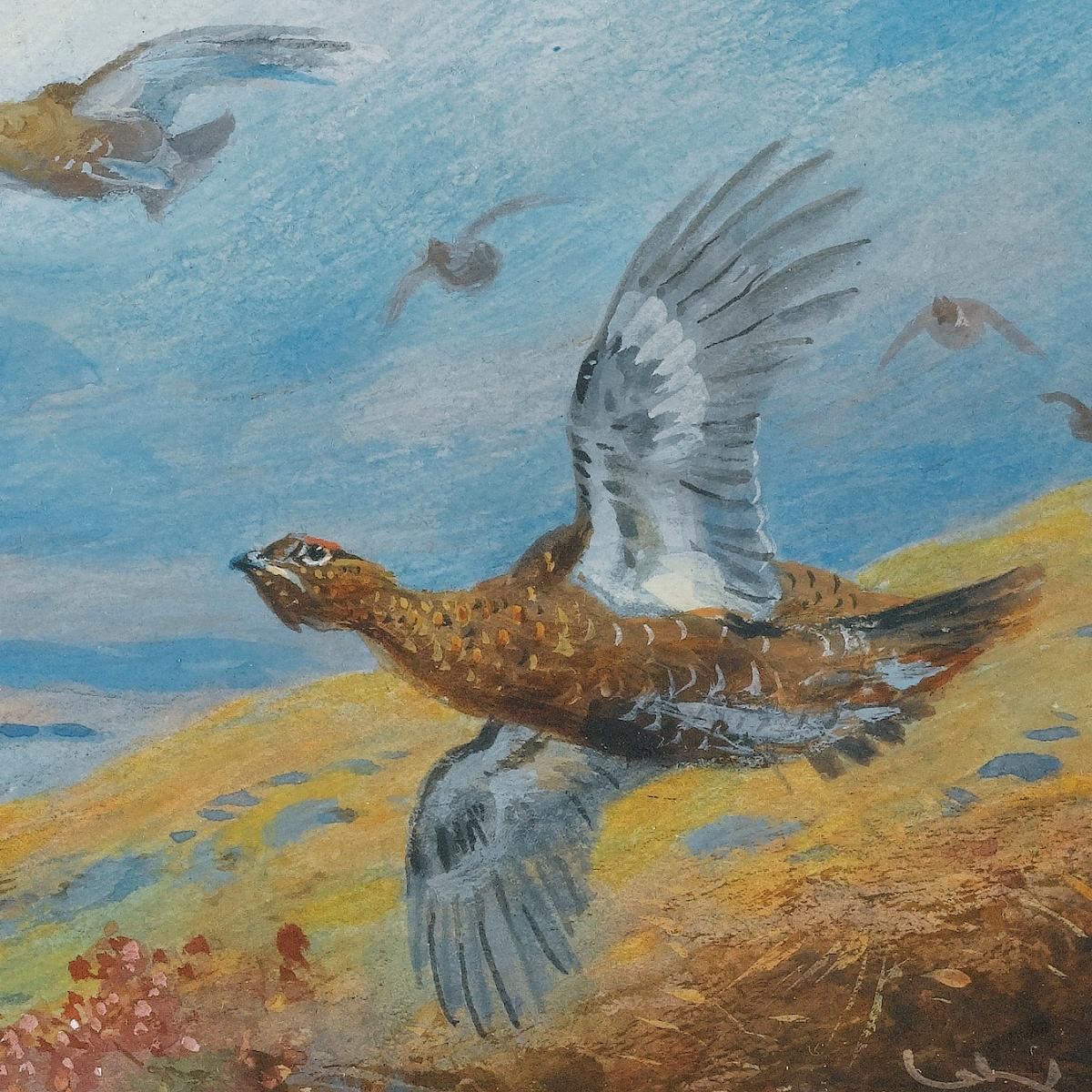 Driven Grouse Archibald Thorburn ath42 canvas print