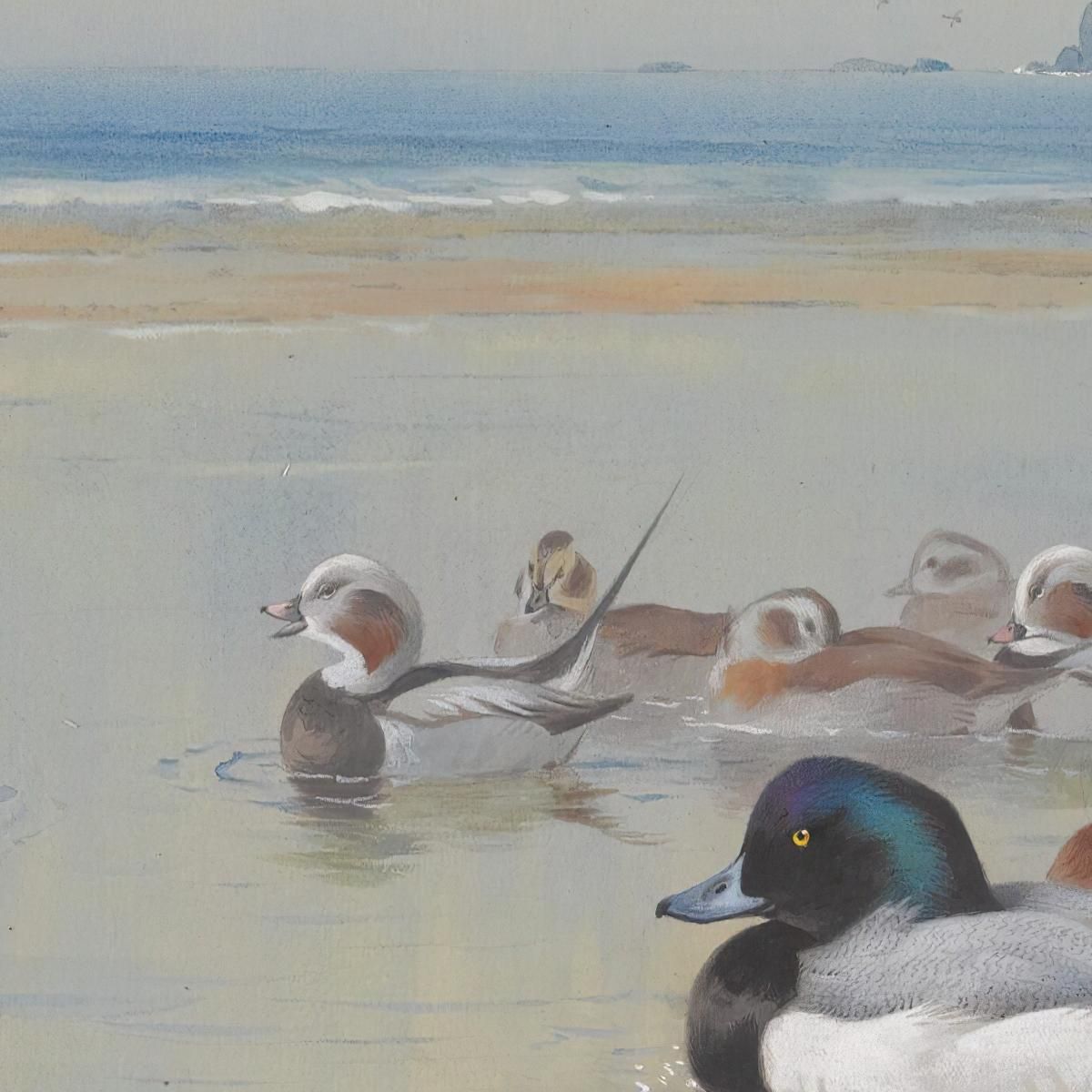 Ducks Along The Shoreline Archibald Thorburn ath43 canvas print