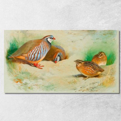 French Partridge And Chicks Archibald Thorburn ath47 canvas print 