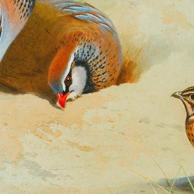 French Partridge And Chicks Archibald Thorburn ath47 canvas print