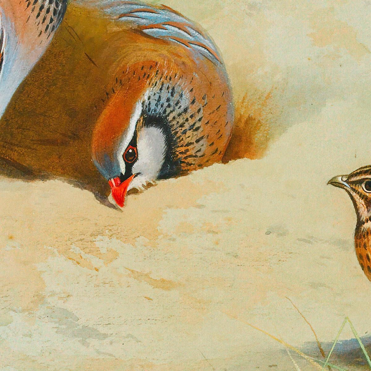 French Partridge And Chicks Archibald Thorburn ath47 canvas print