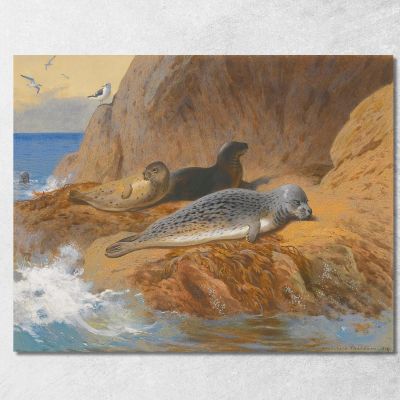 Grey And Harbour Seals At Rest Archibald Thorburn ath51 canvas print 
